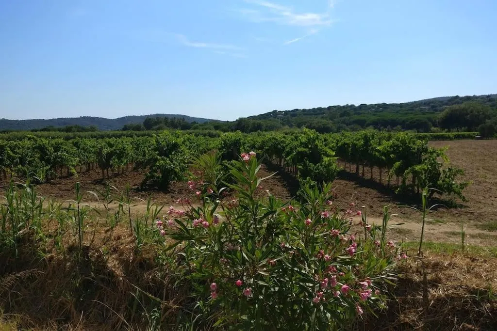Image 1 of LES VIGNES ET LA PINEDE PRES DE LA PLAGE