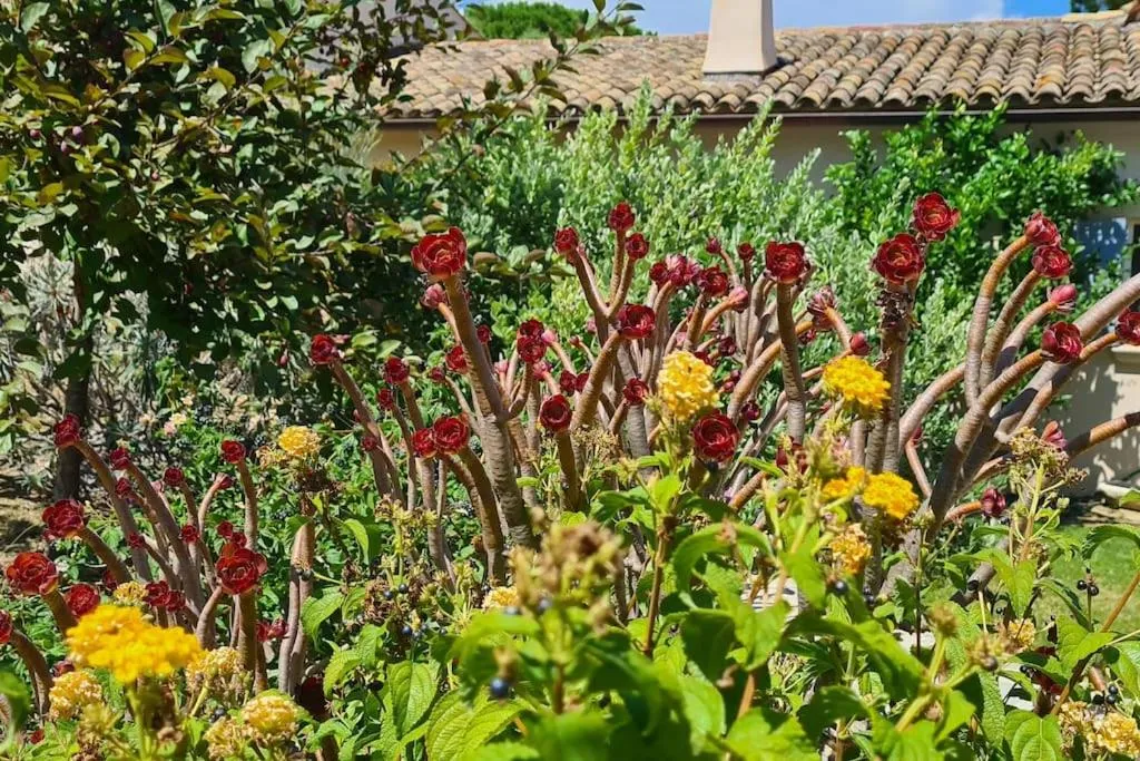 Image 6 of Maison Les Marres St-Tropez / Ramatuelle